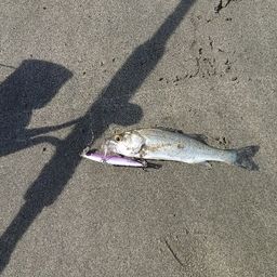 セイゴ（ヒラスズキ）