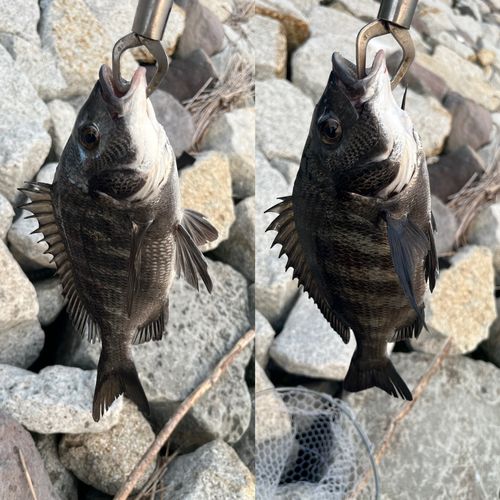 クロダイの釣果