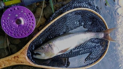 ハスの釣果