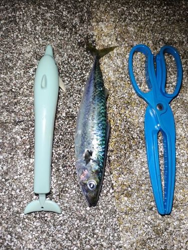 サバの釣果