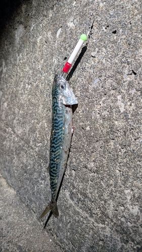 サバの釣果