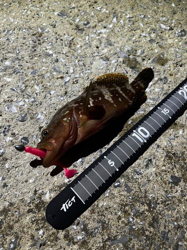 キジハタの釣果