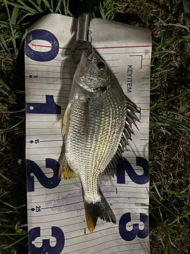 キビレの釣果