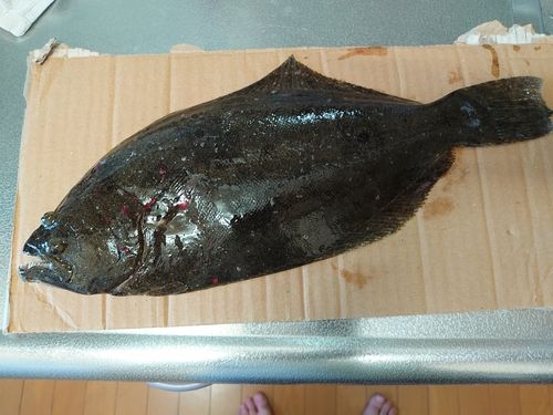 ヒラメの釣果