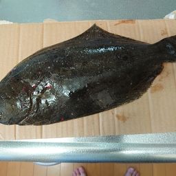 ヒラメ