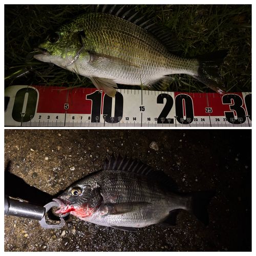 キビレの釣果
