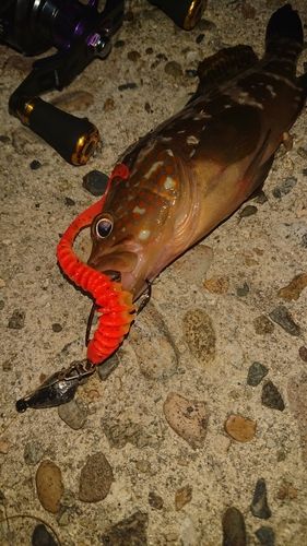 キジハタの釣果