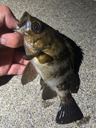 メバルの釣果