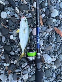 ショゴの釣果