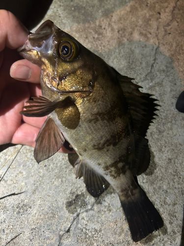 メバルの釣果