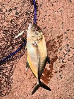 ギンガメアジの釣果