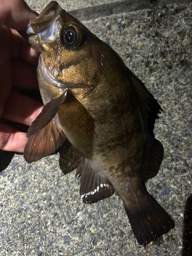 メバルの釣果