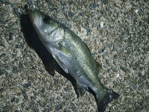 セイゴ（ヒラスズキ）