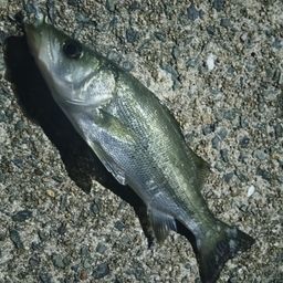 セイゴ（ヒラスズキ）