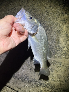 ヒラスズキの釣果