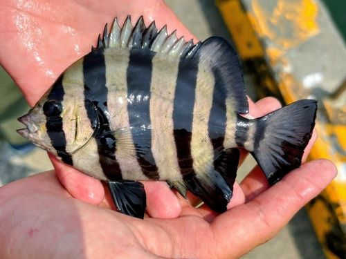 サンバソウの釣果