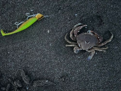 ヒラツメガニの釣果