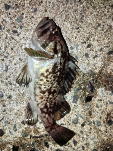 クロソイの釣果