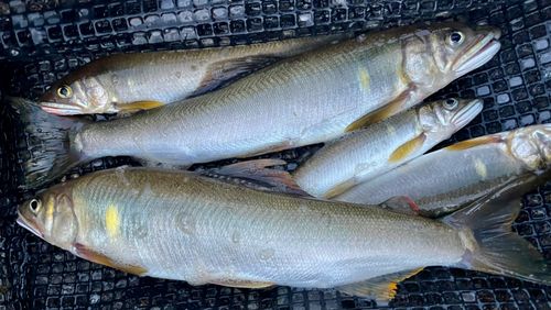 アユの釣果