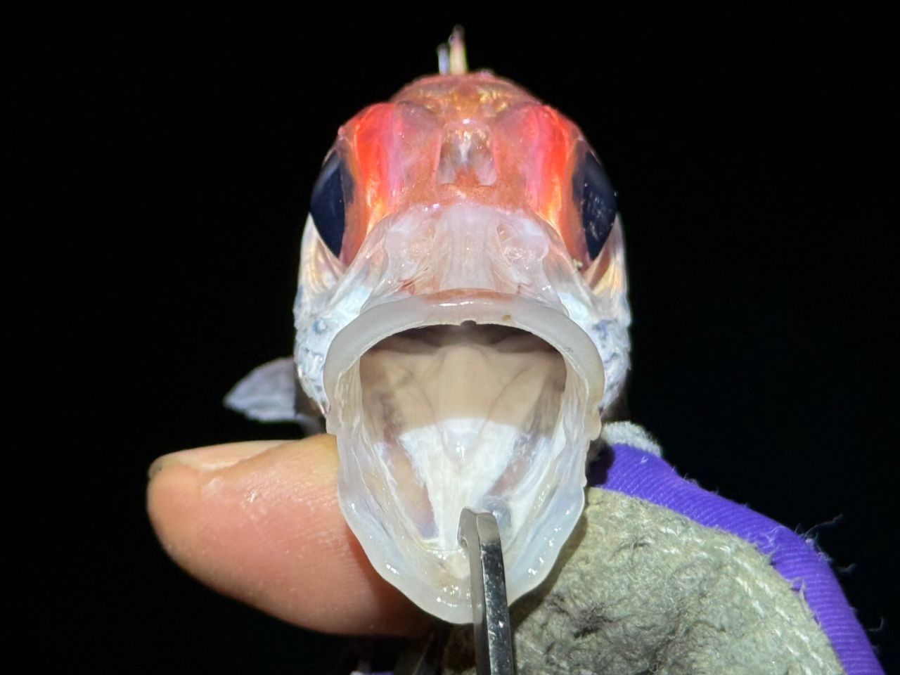 ウケグチイットウダイ