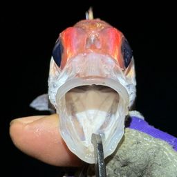 ウケグチイットウダイ