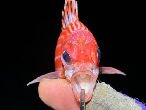 アヤメエビスの釣果