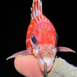 アヤメエビス