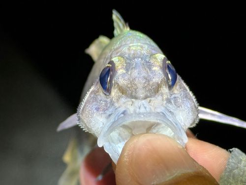 ユカタイシモチの釣果