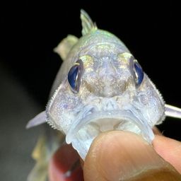ユカタイシモチ