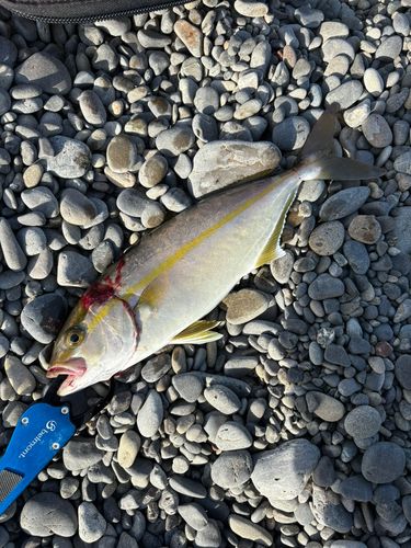 シオの釣果