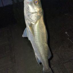 セイゴ（マルスズキ）