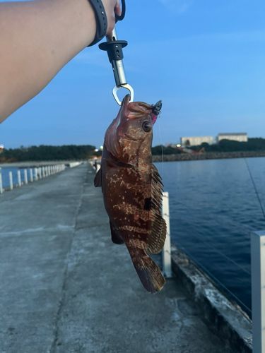 キジハタの釣果