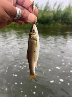 ウグイの釣果
