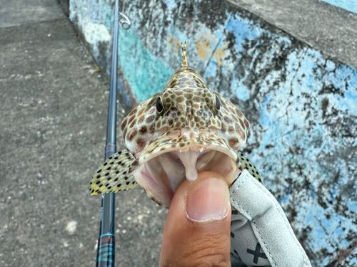 カンモンハタの釣果
