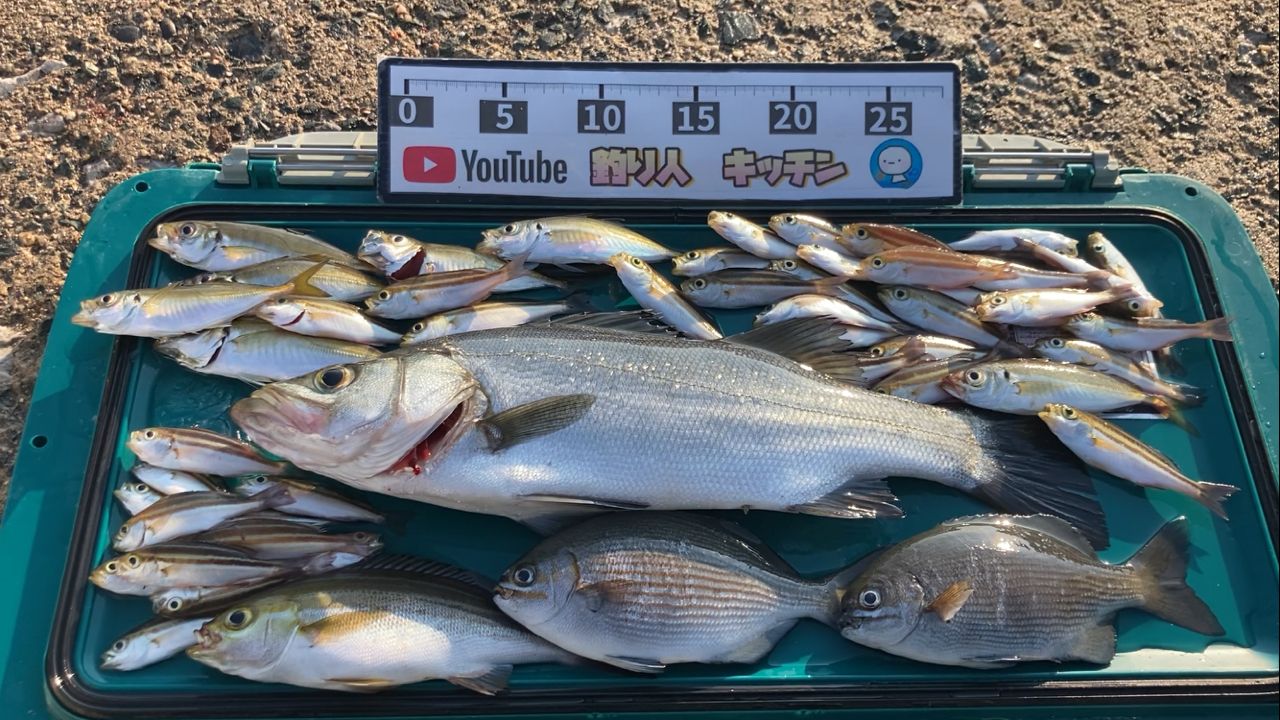 セイゴ（ヒラスズキ）