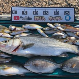 セイゴ（ヒラスズキ）