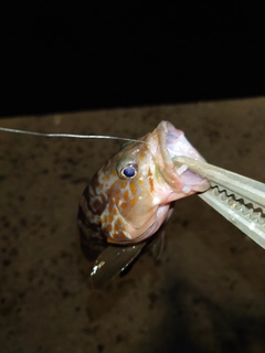 キジハタの釣果