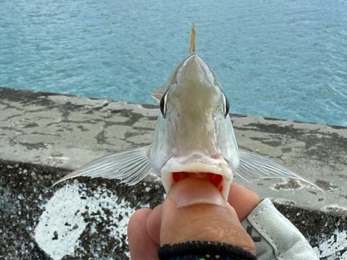 タテシマフエフキの釣果