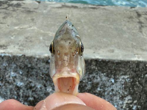 ハナフエフキの釣果