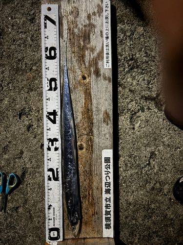 タチウオの釣果