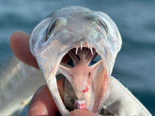 オオメカマスの釣果