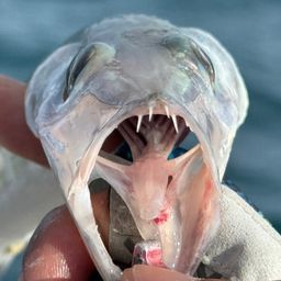 オオメカマス