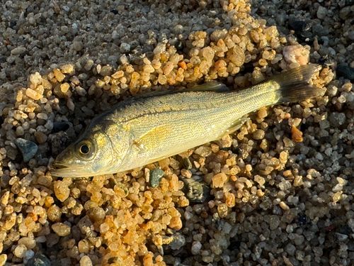 セイゴ（マルスズキ）の釣果