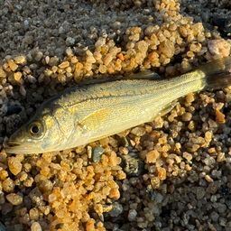 セイゴ（マルスズキ）