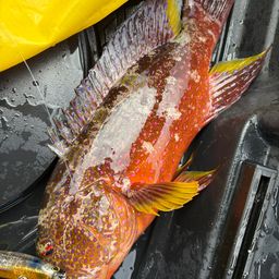 ナガジューミーバイ