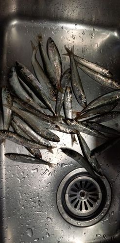 イワシの釣果