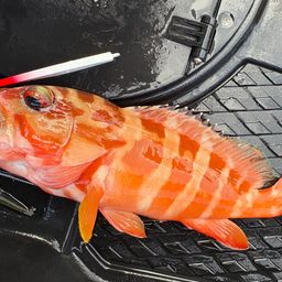 ハンゴーミーバイ