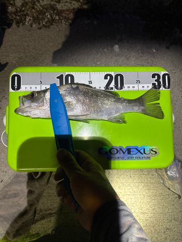 セイゴ（タイリクスズキ）の釣果