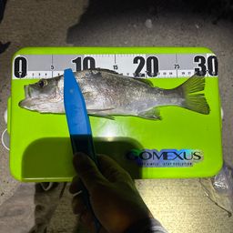 セイゴ（タイリクスズキ）