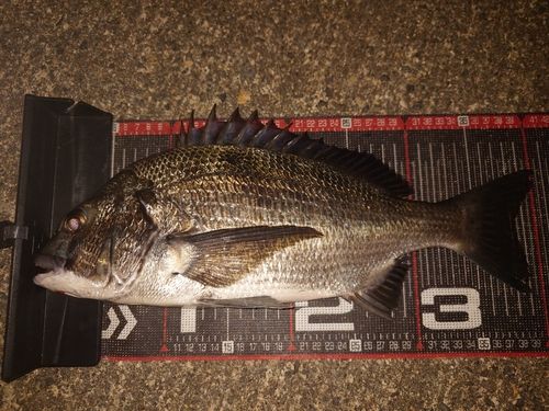 クロダイの釣果